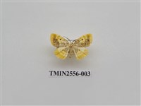 藏品(尺蛾51)的圖片